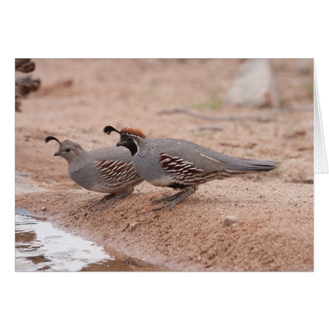 Gambels Quail von Männern und Frauen (Vorderseite (Horizontal))