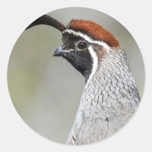 Gambels Quailaufkleber Runder Aufkleber
