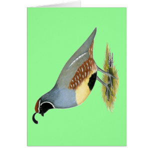 Gambels Wüstenquail