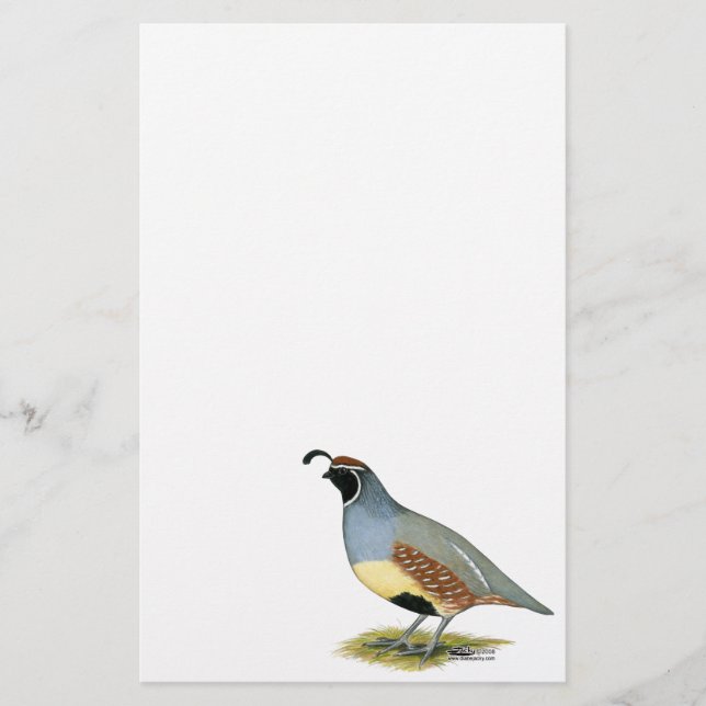 Gambels Wüstenquail (Vorderseite)