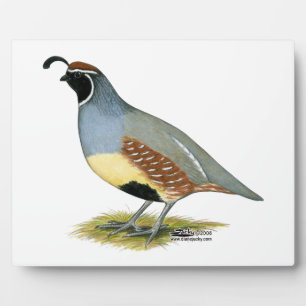 Gambels Wüstenquail Fotoplatte