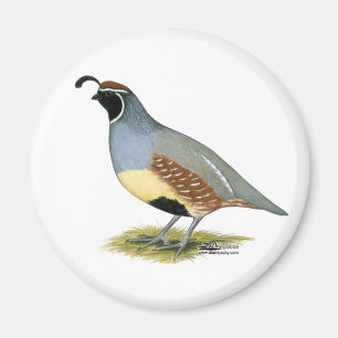 Gambels Wüstenquail Magnet