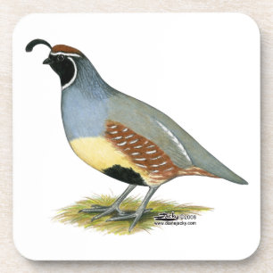 Gambels Wüstenquail Untersetzer