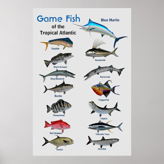 Game-Fische des Poster des tropischen Atlantiks (Vorne)