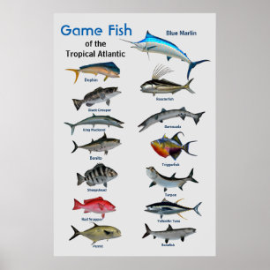 Game-Fische des Poster des tropischen Atlantiks
