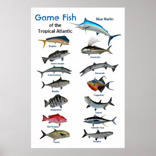 Game-Fische des Poster des tropischen Atlantiks