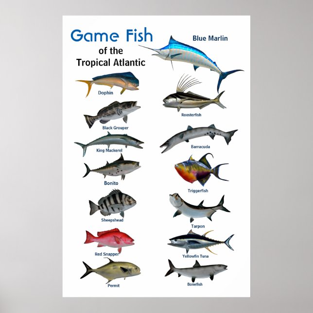 Game-Fische des Poster des tropischen Atlantiks (Vorne)