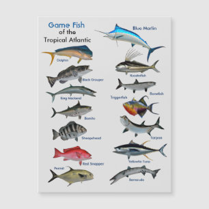 Game Fish of the Tropical Atlantic Magnetic Card Magnetkarte