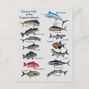 Game Fish of the Tropical Atlantic Postcard Postkarte