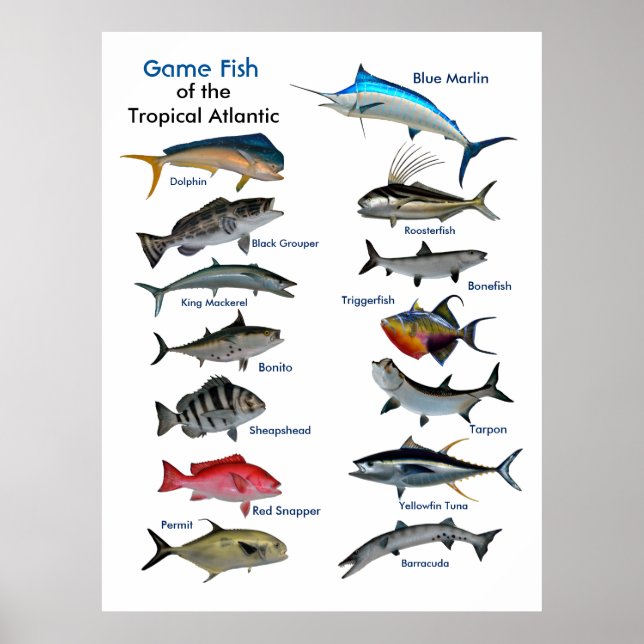Game Fish of the Tropical Atlantic poster (Vorne)