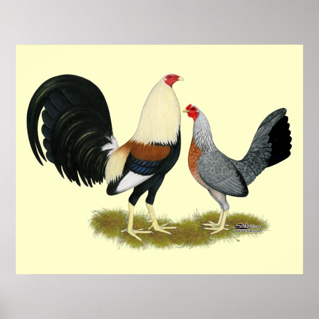 Game Fowl Pair Poster (Vorne)