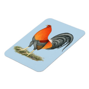 Gamecock Blue Red Rooster Magnet