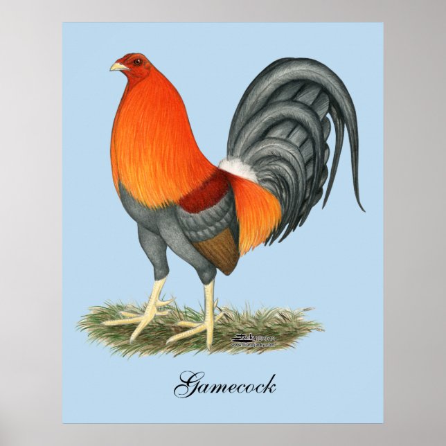 Gamecock Blue Red Rooster Poster (Vorne)