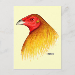 Gamecock Dubbed Postkarte