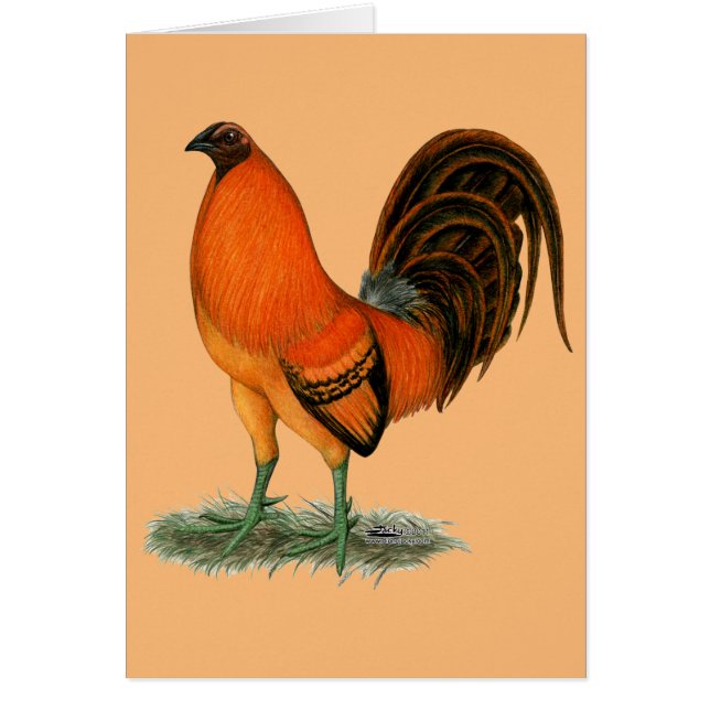 Gamecock Ginger Red Rooster (Vorne)