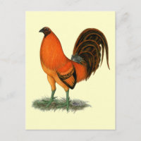 Gamecock Ginger Red Rooster