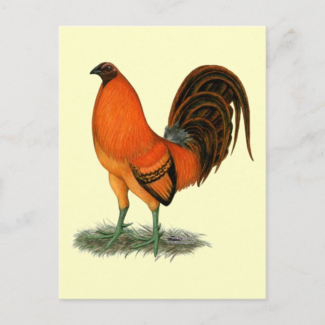 Gamecock Ginger Red Rooster Postkarte (Vorderseite)
