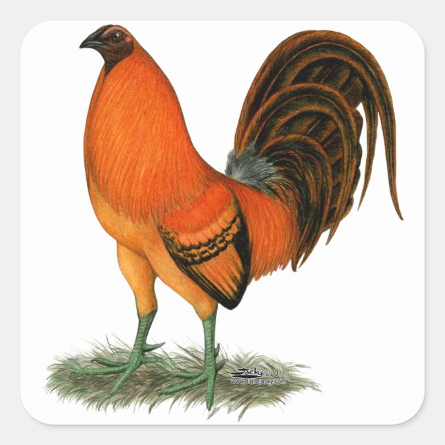 Gamecock Ginger Red Rooster Quadratischer Aufkleber (Vorderseite)