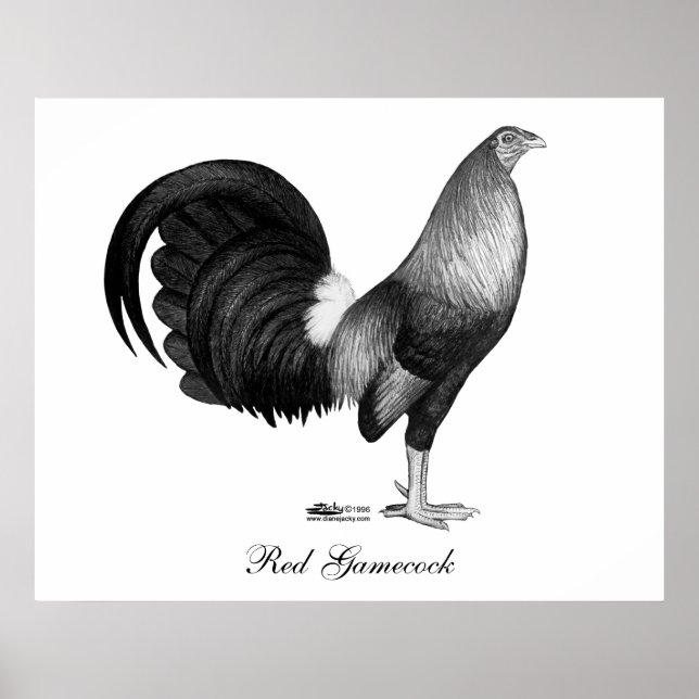 Gamecock Red Hatch Poster (Vorne)