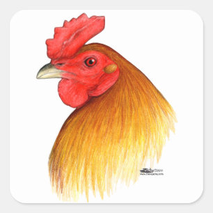 Gamecock Stag Pea Comb Quadratischer Aufkleber