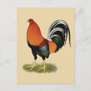 Gamecock Wheaten Rooster Postkarte