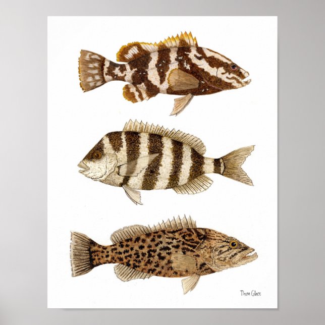 Gamefish- Nassau Grouper,Sheepshead & Gag Grouper Poster (Vorne)