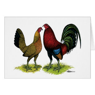 Gamefowl Paare