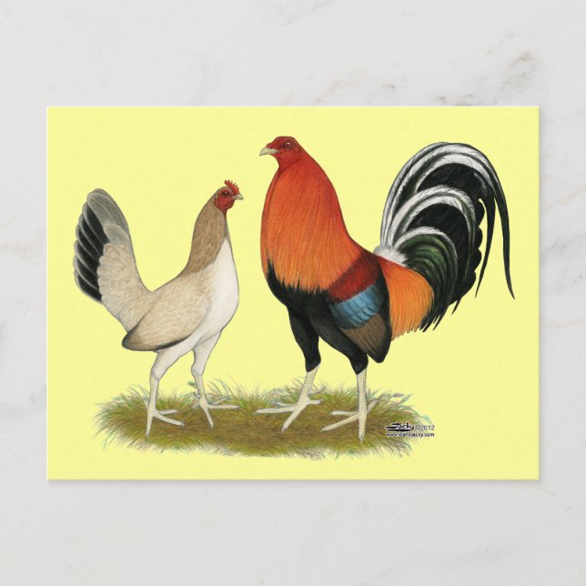 Gamefowl Wheatens Postkarte (Vorderseite)