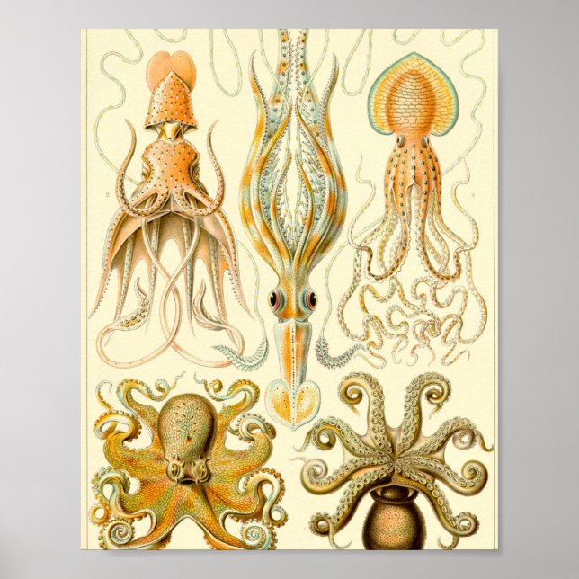 Gamochonia - Ernst Haeckel Poster (Vorne)