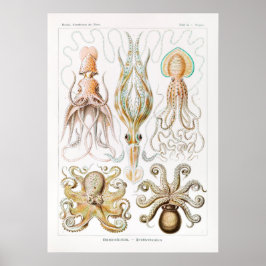 Gamochonia-Trichterkraken von Ernst Haeckel Poster