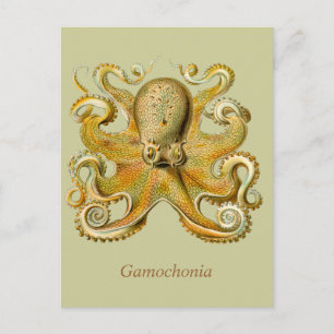 Gamochonia Vertikale Postcard Postkarte