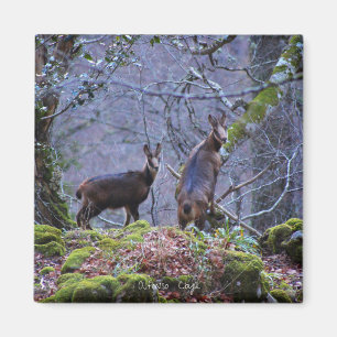 Gämse Mutter und Kalb Magnet