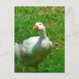 Gander Postkarte