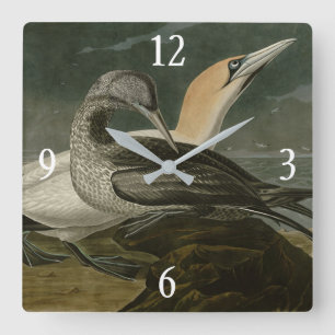 Gannet (Northern Gannet) Audubon Birds of America Quadratische Wanduhr