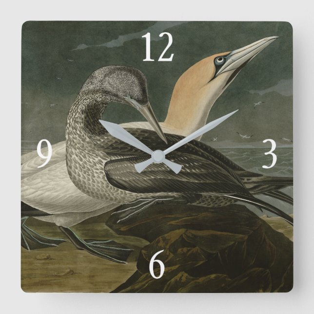 Gannet (Northern Gannet) Audubon Birds of America Quadratische Wanduhr (Vorderseite)