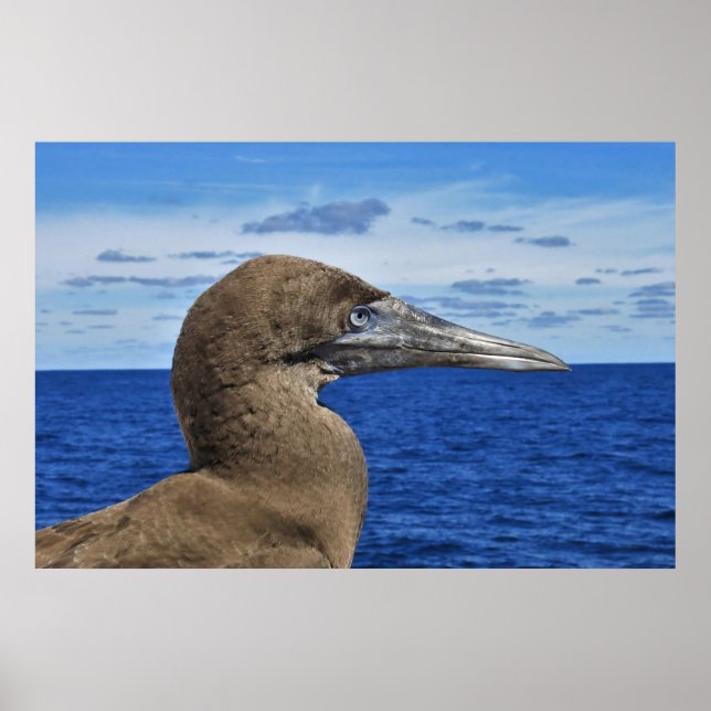 Gannet Portrait Poster (Vorne)