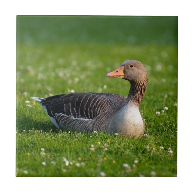 Gans Fliese (Vorderseite)
