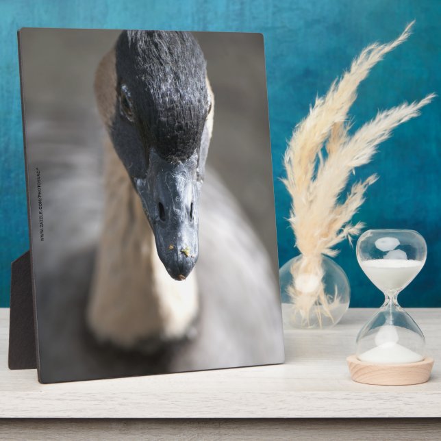 Gans Fotoplatte (Seite)