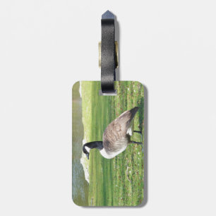 Gans in der Ufergegend, Tier-Tiere, Natur Gepäckanhänger