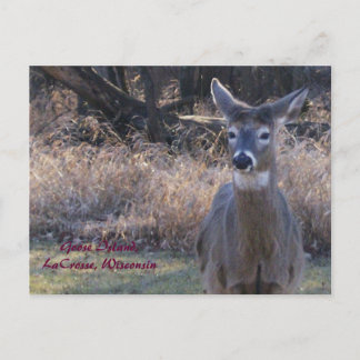 , Gans-Insel, LaCrosse, Wisconsin Postkarte