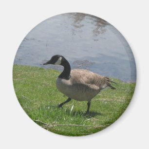 Gans Magnet