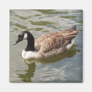 Gans-Magnet Magnet