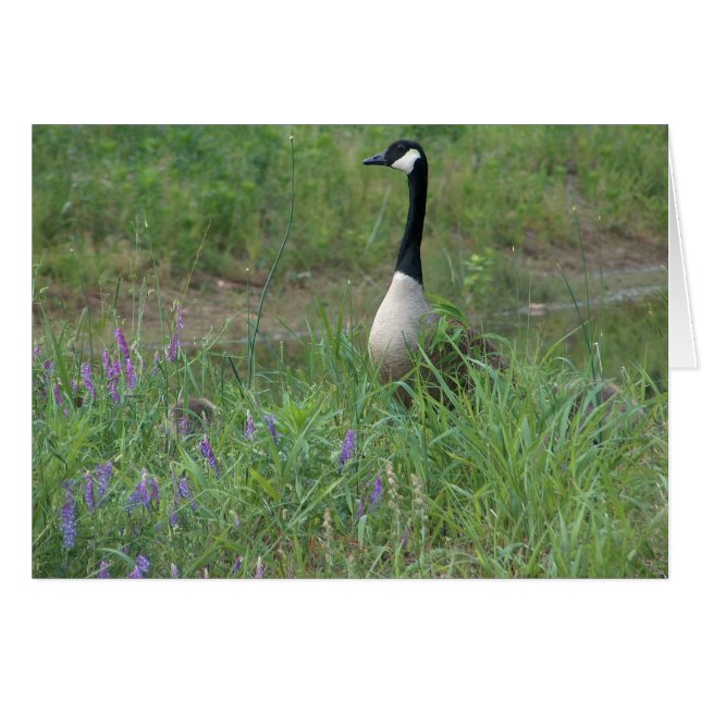 Gans mit versteckenden Gänschen (Vorderseite (Horizontal))