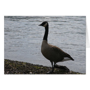 Gänse