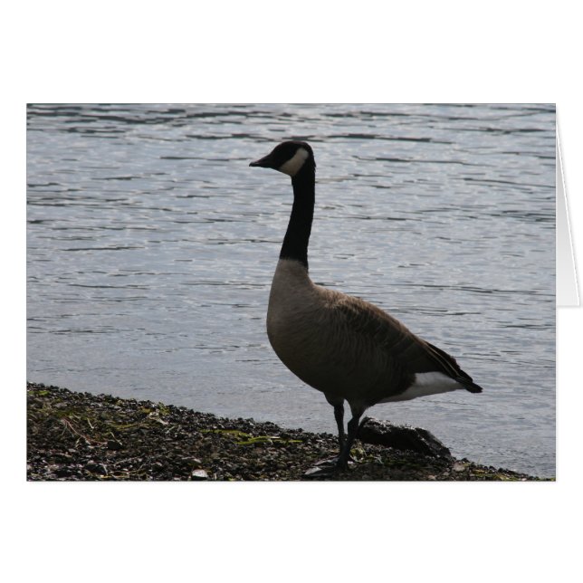 Gänse (Vorderseite (Horizontal))