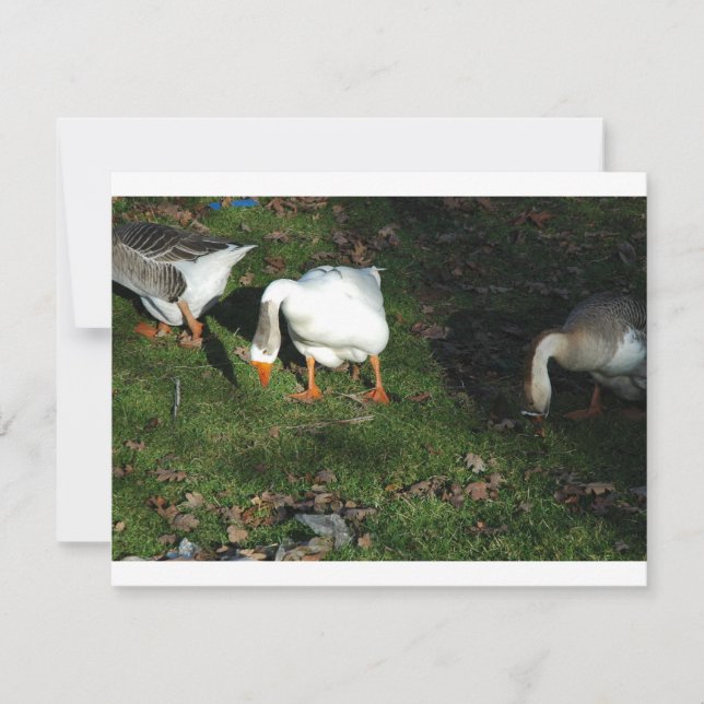 Gänse (Vorderseite)