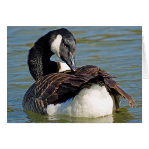 Gänse
