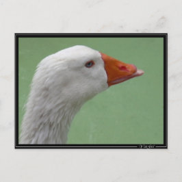 Gänse1 Postkarte