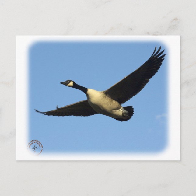 Gänse 9R005D-123 Postkarte (Vorderseite)