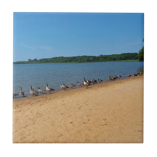 Gänse am Silver Lake, Wisconsin Fliese (Vorderseite)